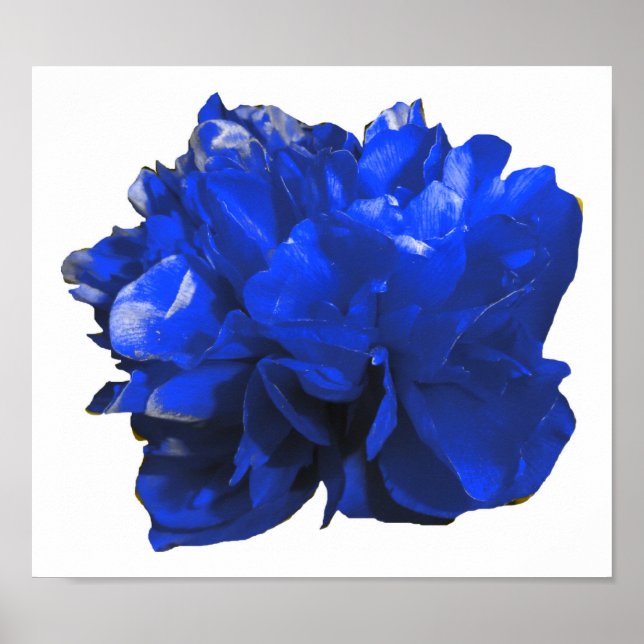 Poster Camelia Pop Blue (Frente)