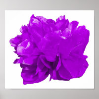 Camelia Pop Purple