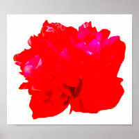 Camelia Pop Red