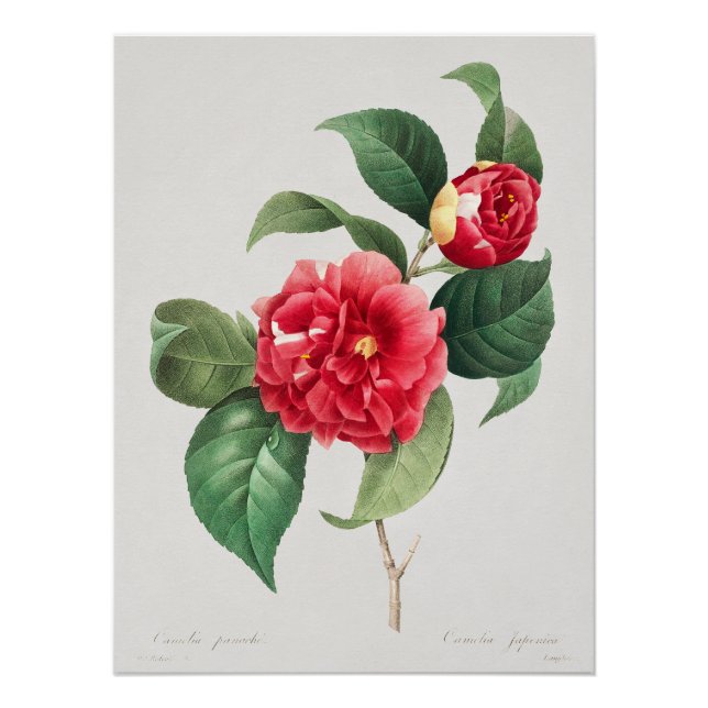 Pôster Camélia Variegada, Pierre-Joseph Redouté, 1833 (Frente)