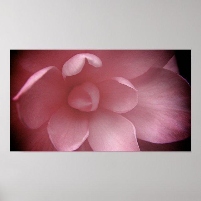 Pôster Camelias 4 (Frente)