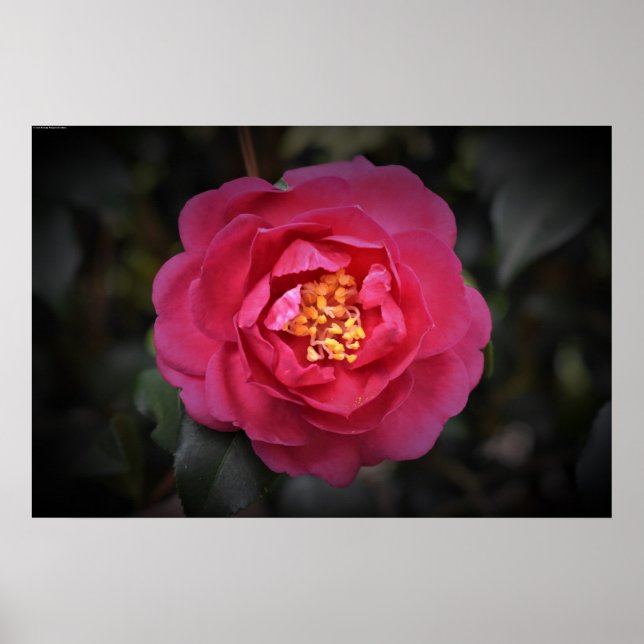 Poster Camellia, (Frente)
