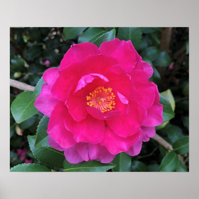 Poster Camellia, (Frente)