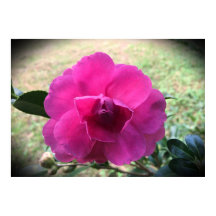 Camellia,