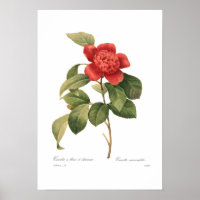 Camellia