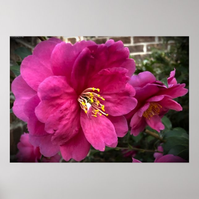 Poster Camellia, (Frente)