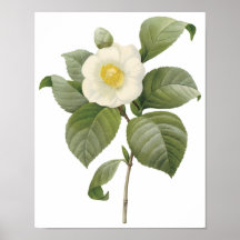 Camellia Japonica