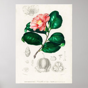 Poster Camellia japonica (Camélia du Japon)