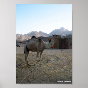 Poster Camelo Bebê no Deserto
