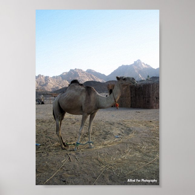 Poster Camelo Bebê no Deserto (Frente)