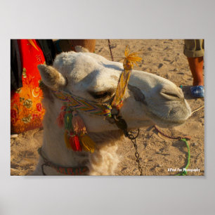 Poster Camelo Branco no Deserto