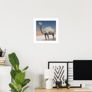 Poster Camelo Branco no Deserto Sob um Céu Azul Limpo