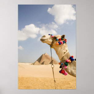 Poster Camelo com pirâmides Giza, Egipto