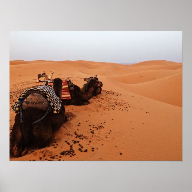 Poster Camelo das costas (Frente)