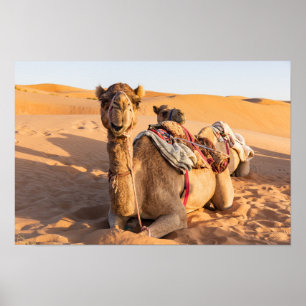Poster Camelo no deserto de Oman