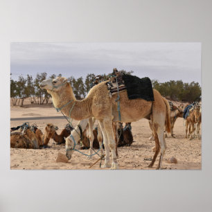 Poster Camelo no deserto. Tunísia.