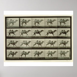 Pôster Camelo, placa "da locomoção animal", 1887 (b/W.P