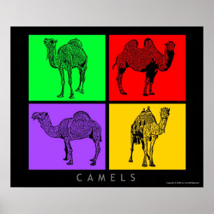 Poster Camelos Coloridos