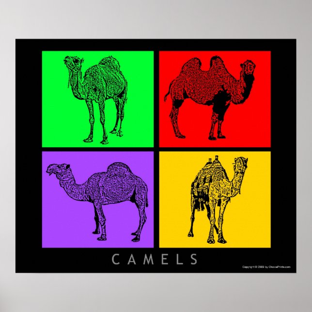 Poster Camelos Coloridos (Frente)