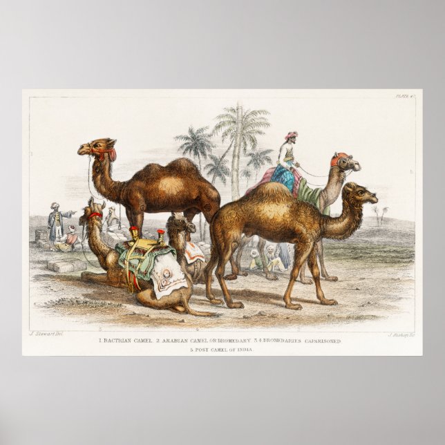 Poster Camelos da Índia Ilustração Vintage, 1820 (Frente)
