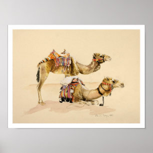 Pôster Camelos de PETRA 2007