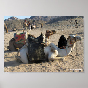 Poster Camelos Descansando no Deserto
