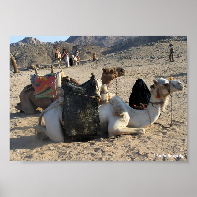 Poster Camelos Descansando no Deserto (Frente)