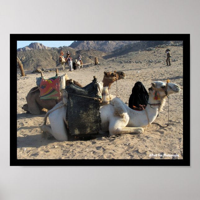 Poster Camelos Descansando no Deserto (Frente)