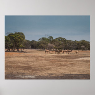 Poster Camelos do Deserto Grazing em australiano Outback