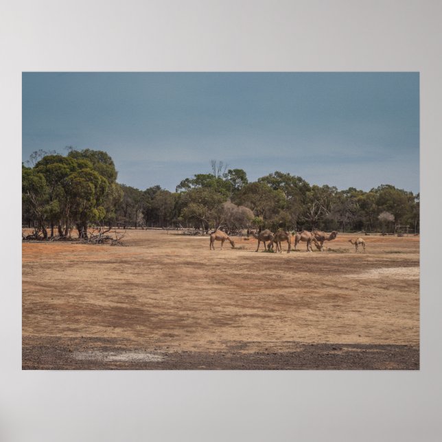 Poster Camelos do Deserto Grazing em australiano Outback (Frente)