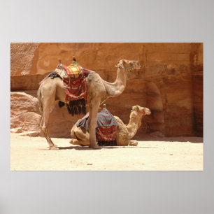 Poster Camelos em PETRA