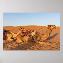 Poster Camelos no deserto de Omã