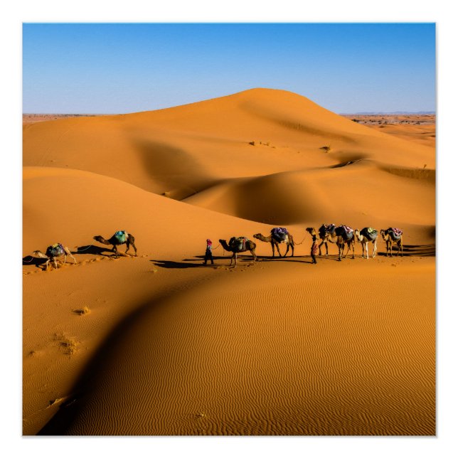 Pôster camelos no deserto sob céu azul (Frente)