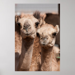 Pôster Camelos no mercado do camelo em Al Ain perto de