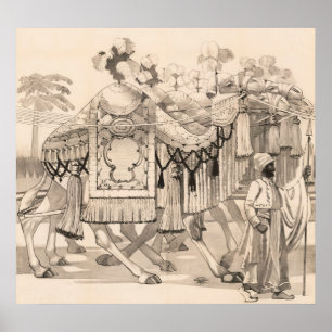 Poster Camelos Que Andam Vestidos Em Costume