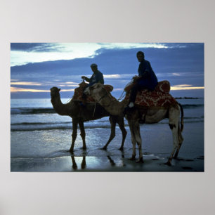 Pôster Camels, Marrocos