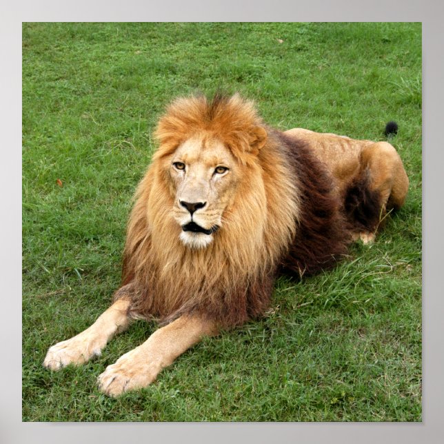 Pôster Cameron 1 11x11 (Frente)