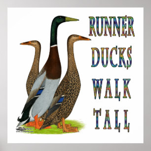 Poster Caminhada dos patos do corredor alta
