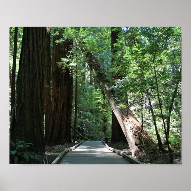 Poster "Caminhando entre Gigantes", Muir Woods (Frente)