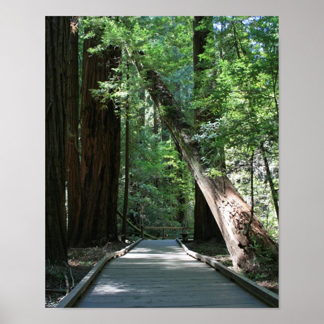 Poster "Caminhando entre Gigantes", Muir Woods (Frente)