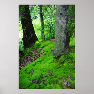 Poster Caminhando na floresta de Nimisilla com árvores