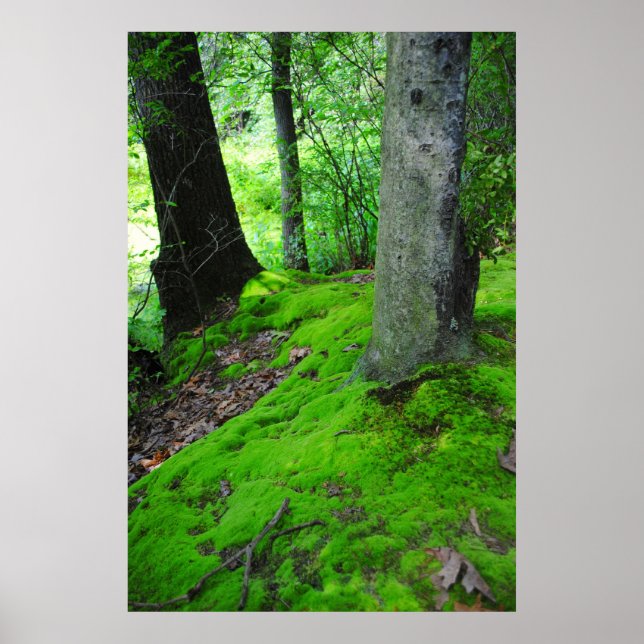 Poster Caminhando na floresta de Nimisilla com árvores (Frente)