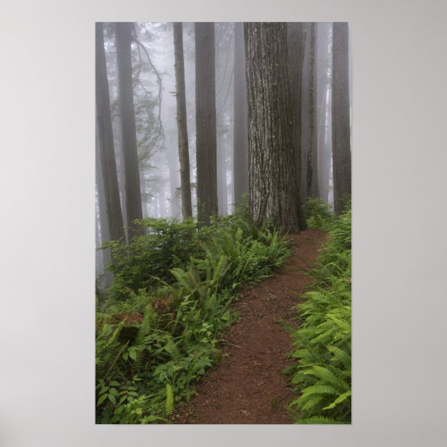 Pôster Caminho através das árvores de madeira vermelha gi (Frente)