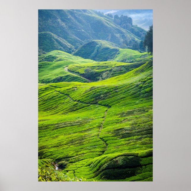 Pôster Caminho através de plantações de chá (Frente)
