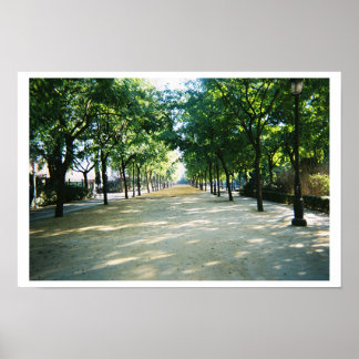 Pôster caminho coberto por árvore