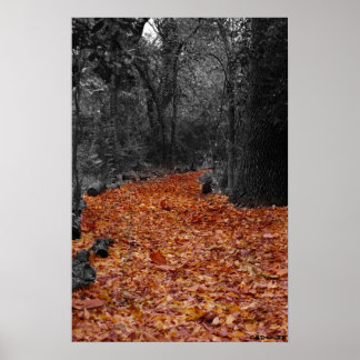 Pôster Caminho Colorido