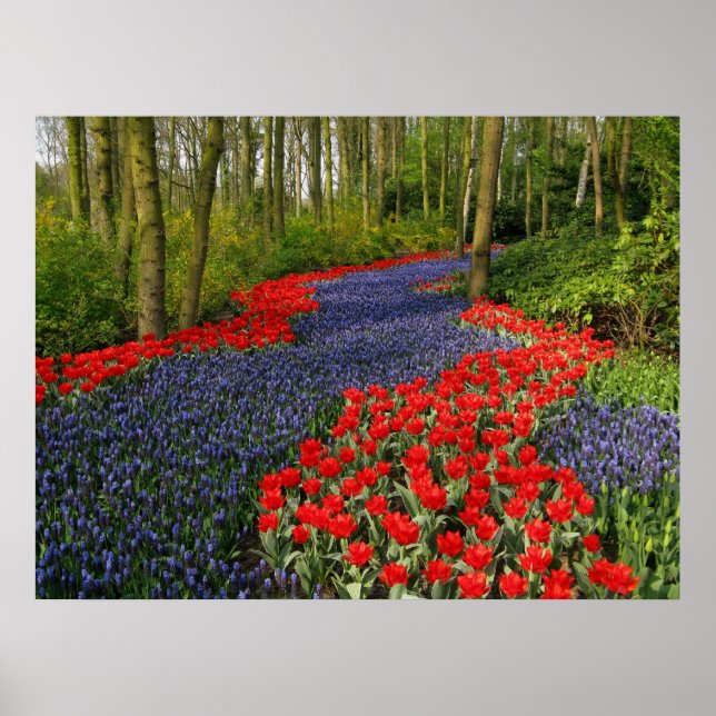 Poster Caminho da Flor Azul (Frente)