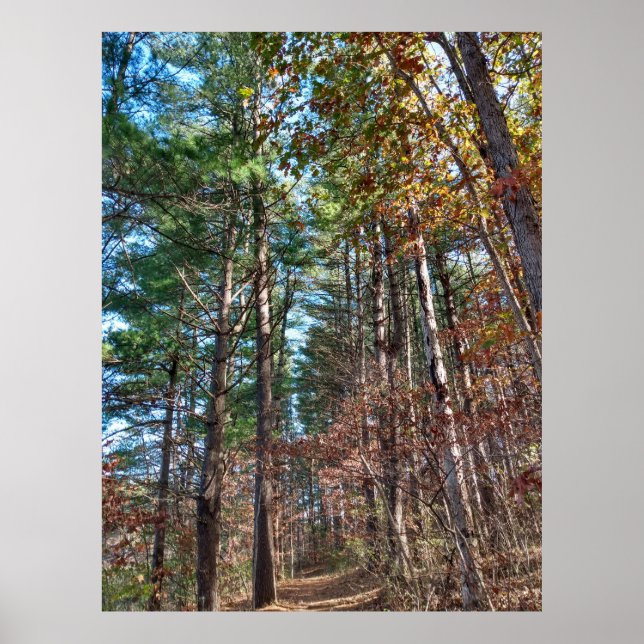 Poster Caminho da floresta (Frente)