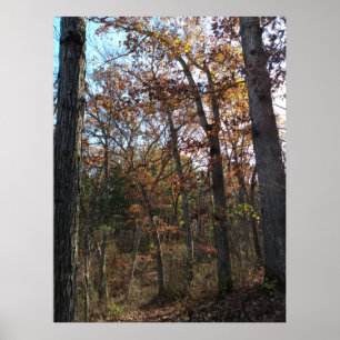 Poster Caminho da floresta