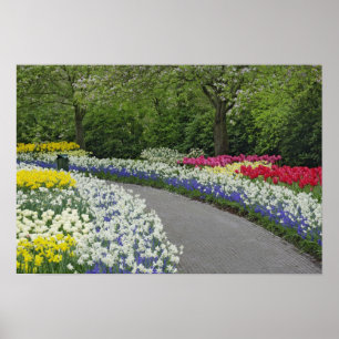 Poster Caminho de calçada através de tulipas e narcisos,